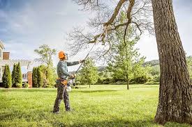 Reliable Battlefield, MO Tree Care Solutions